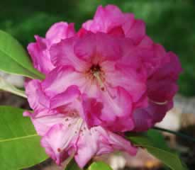 Beechwood Pink