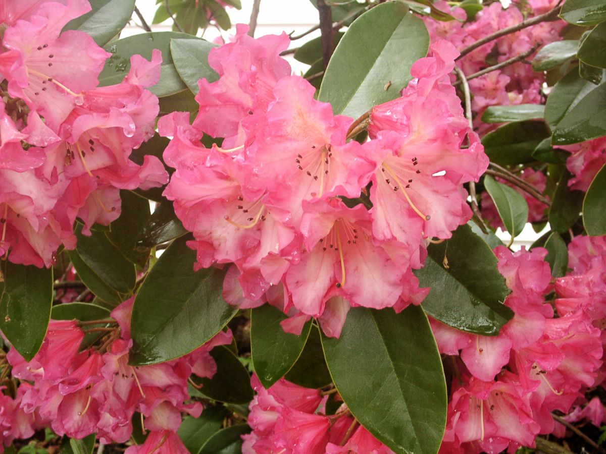 Henning's Rhododendron & Azalea Pages