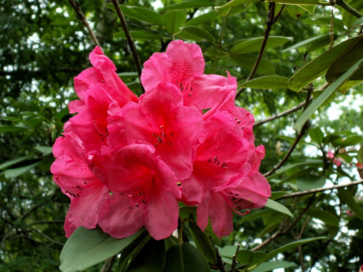 Henning's Rhododendron & Azalea Pages