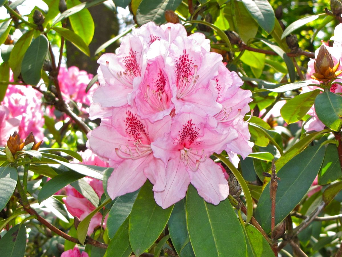 Henning's Rhododendron & Azalea Pages