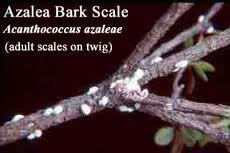Azalea Bark Scale