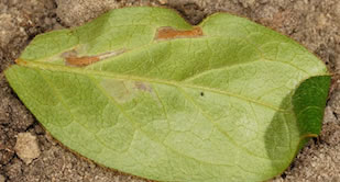 Azalea Leafminer