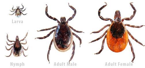 Blacklegged Tick