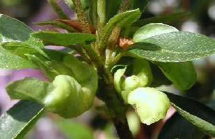 Exbasidium Leaf Gall