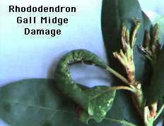 Gall Midge