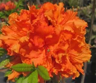 Orange Rhododendron