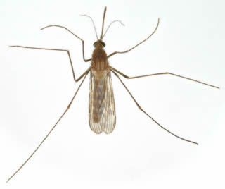 House Mosquito