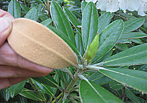 R degronianum ssp. yakushimanum