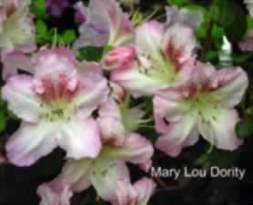 Mary Lou Dority