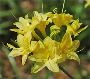 Narcissiflora