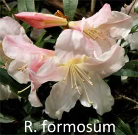 R. formosum