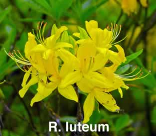 R luteum