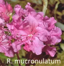 R. mucronulatum