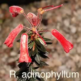 R adinophyllum