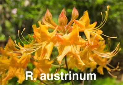 R austrinum