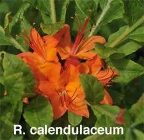 R. calendulaceum