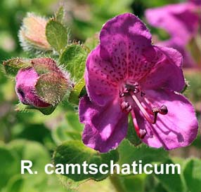 R. camtschaticum