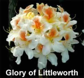 Rcv Glory Of Littlewort