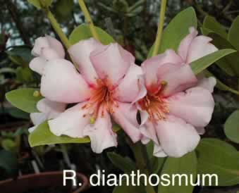 R dianthosmum