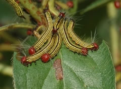 Red-headed Azalea Caterpillar