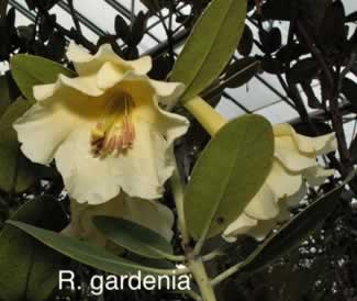 R gardenia