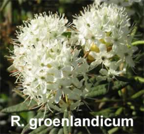 R groenlandicum