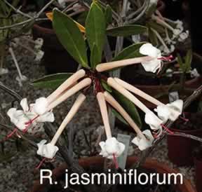 R jasminiflorum