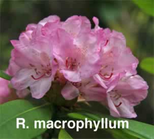 R macrophyllum