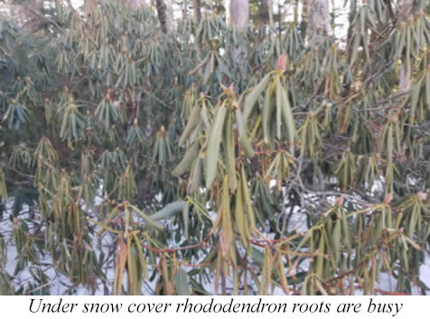 Roots Under Snow