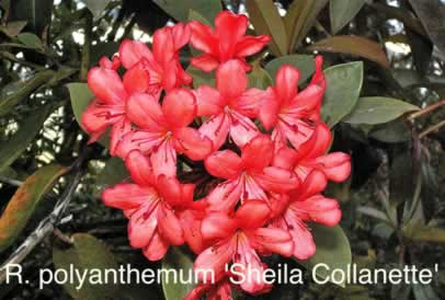 R polyanthemum