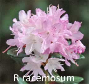 R racemosum