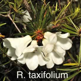 R taxifolium
