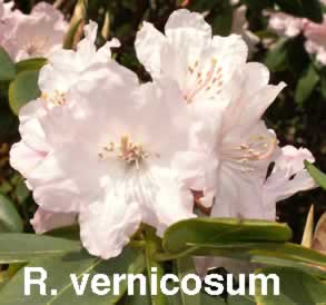 R vernicosum