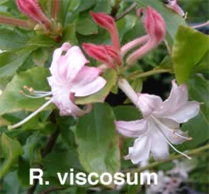 R viscosum