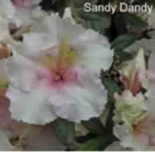 Sandy Dandy
