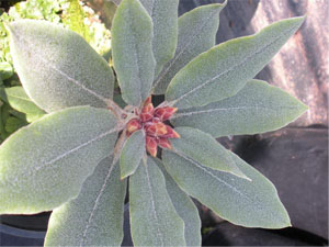 R pseudochrysanthum