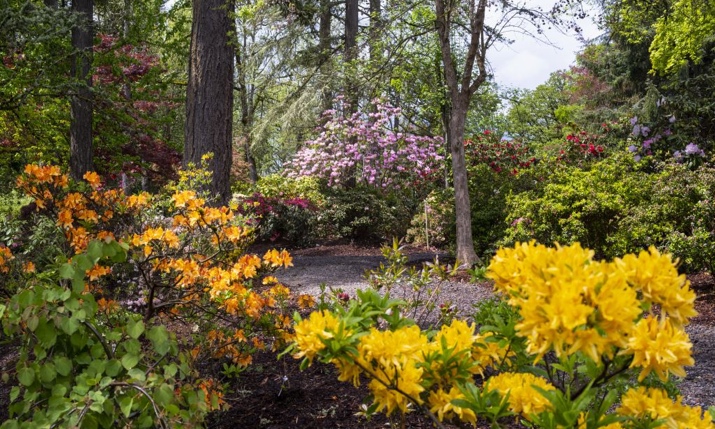 Rhododendrons in the landscape at The Springs at Greer Gardens