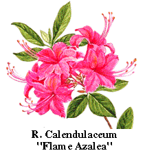 Rhododendron 'Eleanor' in the Rhododendrons Database 