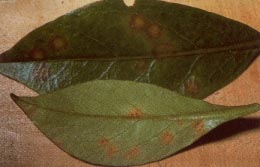 azalea rust